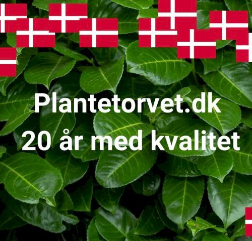 Plantetorvet.dk - 20 &aring;r med kvalitet